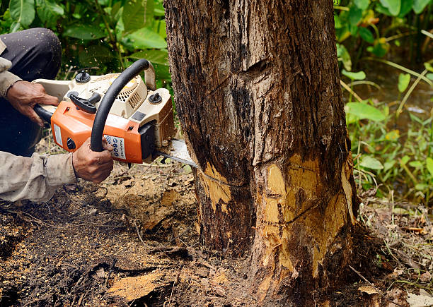 Greenville Tree Services